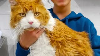 Giant Cat Was Abandoned At The Shelter Hours Later The UNTHINKABLE Happens [upl. by Ehtylb]