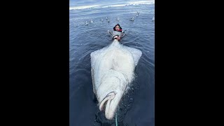 This is Sørøya Northern Norway 228 cm Halibut from Sørvær Gjestehus fishingcamp in May 2022 [upl. by Anovahs]