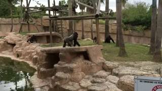 Ohio Zoo Gorilla attacks baby [upl. by Deutsch]