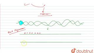 What is meant by semiconservative replication of DNA   12  MOLECULAR BASIS OF INHERITANCE [upl. by Lleroj]