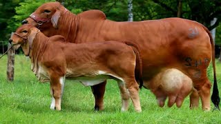 Worlds No 1 🌟 Biggest Brahman Cow Full Documentary Video  Largest Cow Breed  Cow  Biggest Bull [upl. by Meelas]