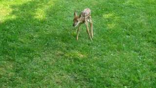 Baby deer bleating [upl. by Sidky]