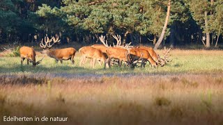 Edelherten in de natuur [upl. by Yenatirb]