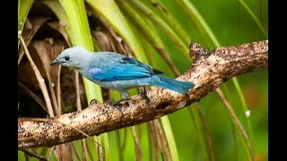 Birds of Trinidad Bluegrey Tanager and Bananaquit [upl. by Eatnohs233]