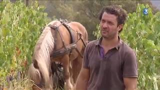 Vendanges à cheval dans le Var [upl. by Moselle]