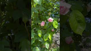 My number 19 most recommended climbingrambling rose is ‘the Wedgewood Rose’ gardenerben [upl. by Nordgren]