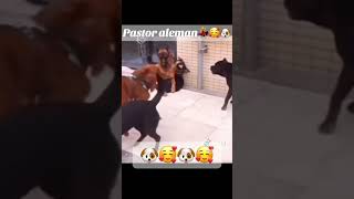 Ovejero alemán defiende a cachorro [upl. by Ytsirk426]