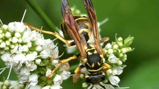 Polistes sp with Xenos vesparum Strepsiptera 1 [upl. by Moise985]