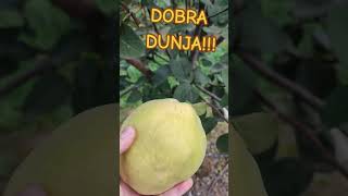 Jedan plod DUNJE pre 1 kg težine fruit farming garden dunja hemus [upl. by Novick]