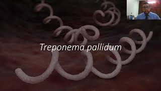 24 Treponema pallidum Sífilis [upl. by Jahdal]