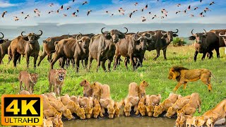 4K African Wildlife Serengeti National Park  Real Sounds of Africa  4K Video Ultra HD [upl. by Ariajay572]