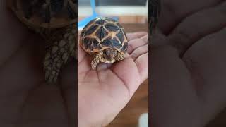 Aap inse mile 🐢🐢 turtle funny gophertortoise comedy tortoise petsvlog animals shortsfeed [upl. by Erida]