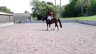 Elementary 50 E50 Ele 50 Dressage Test [upl. by Dinsdale346]