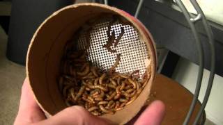 Fluker Farm Insect Review [upl. by Onaivatco]