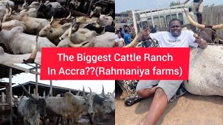 How He Started with 4 and Now Has Over 200 Cattle Rahmaniya farms [upl. by Malilliw]