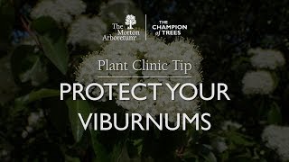 Plant Clinic Tip Protect Your Viburnums [upl. by Dnalrah]