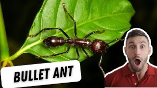 Bullet Ant Facts Habitat and Survival Tips [upl. by Onailerua218]