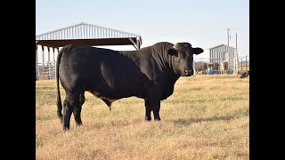 Black Beefmaster bull  for sale [upl. by Ezar]