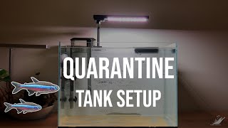 Quarantine Tank Setup for Green Neon Tetras [upl. by Liryc857]