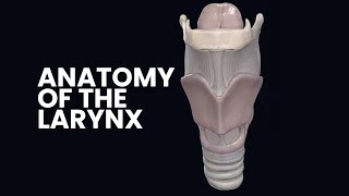 3D Anatomy of the larynx  Cartilages of the larynx  ENT  DMA [upl. by Jamnis]