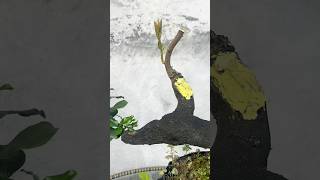 Beautiful Bonsai Works🌳🌲💥489shorts shortsvideo beautifulbonsai art khuebonsai🥰❤️ [upl. by Hctud]