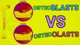 Osteoblasts vs Osteoclasts  HOW DO THEY BOTH FUNCTION Bone Remodeling [upl. by Iamhaj]