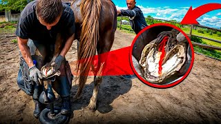 Horse gets INSTANT RELIEF Its COULDNT stand  full horse hoof cleaning [upl. by Eicnarf926]