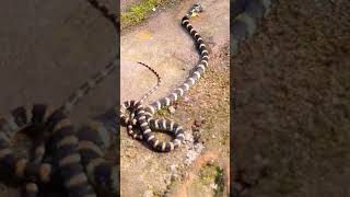 Branded Krait Snake in BangladeshDhakaShariatpurMadhupur VillageAsadullah TVBD [upl. by Lak445]