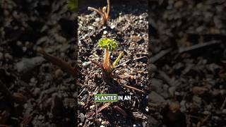 Planting Bare Root Strawberries growingstrawberries [upl. by Cornia41]