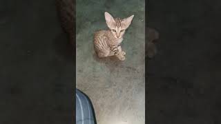 Cute baby 🍼🐈🫶👌🤌🤗🙂cat catlover cutespets cuteanimal funny youtubeshorts [upl. by Gavrilla]