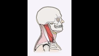 Sternocleidomastoid SCM exercise [upl. by Sinnoda587]