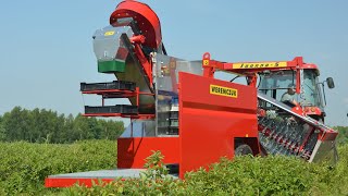 Haskap picking with berry harvester JOANNA5  TYM T555 [upl. by Valida]