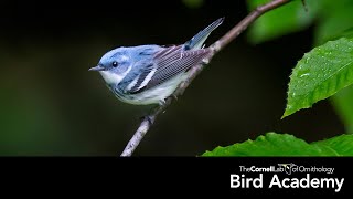 Warbler ID [upl. by Aivin948]