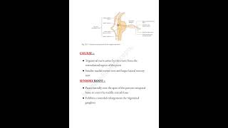 Trigeminal nerve 📝 cranialnerves headandneck trigeminalnerve medicalconcepts28 [upl. by Tab]