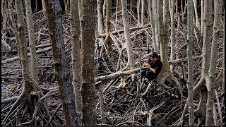 Exploring the Mangrove Ecosystems  National Geographic [upl. by Carlye455]