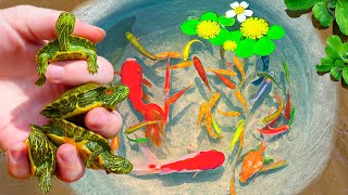 Catching Rare Turtle Nest In Tiny Pond Pencil Fish Aquarium Fish Neon Fish PingPong Pearl Fish [upl. by Behlau]