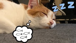 He snore so loud near my ears  CAT VLOG 99 [upl. by Orfinger965]