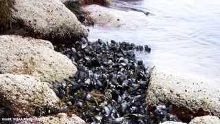 Sea Talk  Blue Mussels [upl. by Sanger]