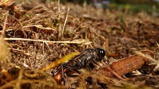 Ammophila Sandwasp [upl. by Thurmann]