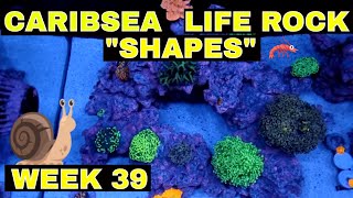 Caribsea Life Rock Shapes  75 Gallon Reef Tank  Week 39 [upl. by Yoreel]