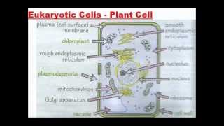 Cell Structure  A Level AS Biology Revision [upl. by Esilahc]