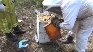 Harvesting full honey frames from a langstroth beehive [upl. by Gorga]