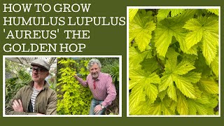 How to grow Humulus lupulus Aureus or the Golden Hop [upl. by Pheni]