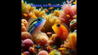 Gobios vs Blenios nature documentary animals fish [upl. by Sam]