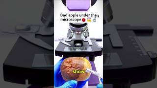 Bad apple under the microscope microscope [upl. by Demahum]