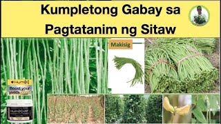 Complete Guide in Growing Pole Sitao  Yard long bean Paano ba ang pagtatanim ng SItaw [upl. by Zoldi44]