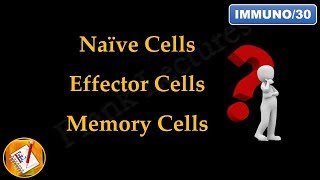 Memory cells in immune system  Memory B cell and memory T cell [upl. by Enelrac286]