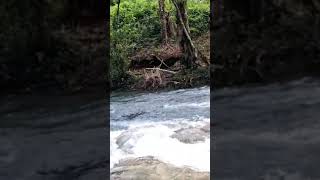 The Amazing Benta river water falls [upl. by Acquah492]