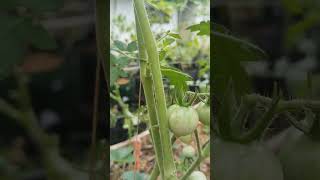 tomato garden farming tanamtomat [upl. by Schilit]