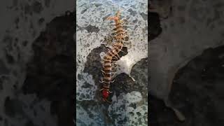 huge centipede [upl. by Ut558]